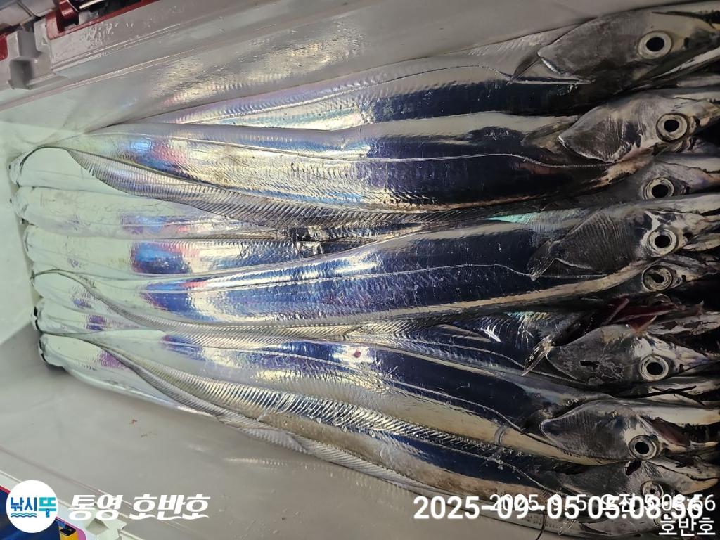 낚시뚜,갈치,통영 신전항,통영호반호,낚시뚜49
