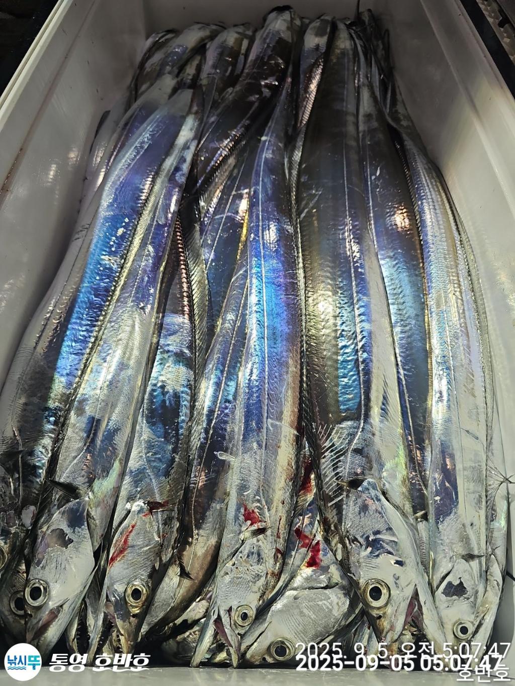 낚시뚜,갈치,통영 신전항,통영호반호,낚시뚜39
