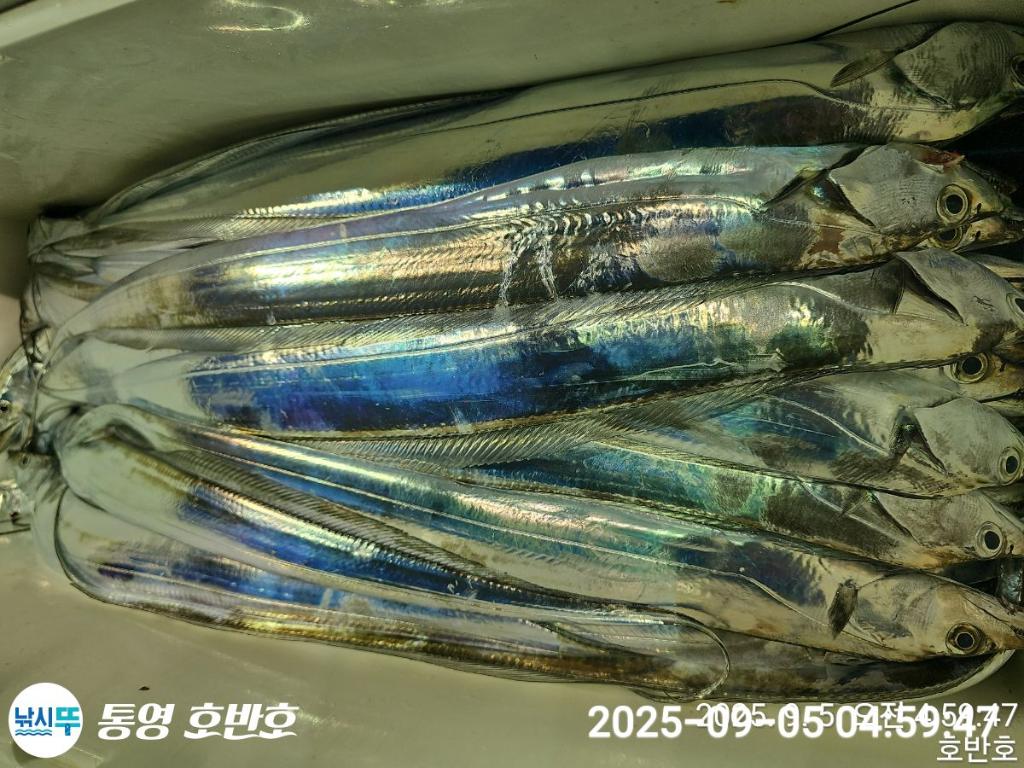 낚시뚜,갈치,통영 신전항,통영호반호,낚시뚜38