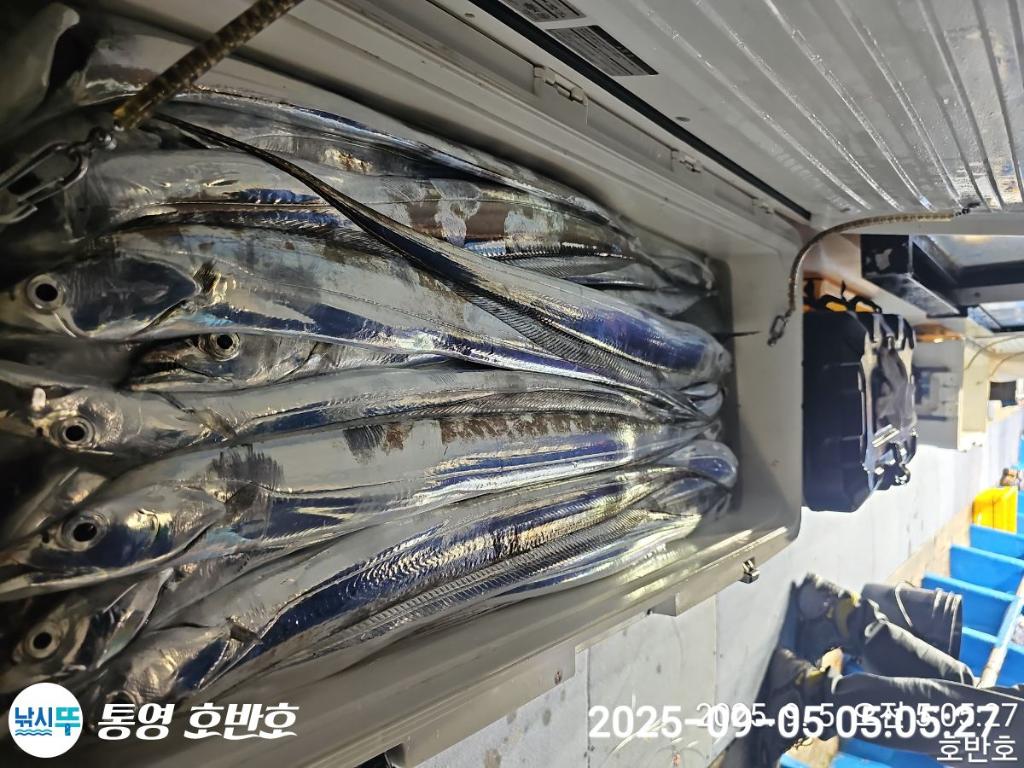 낚시뚜,갈치,통영 신전항,통영호반호,낚시뚜29