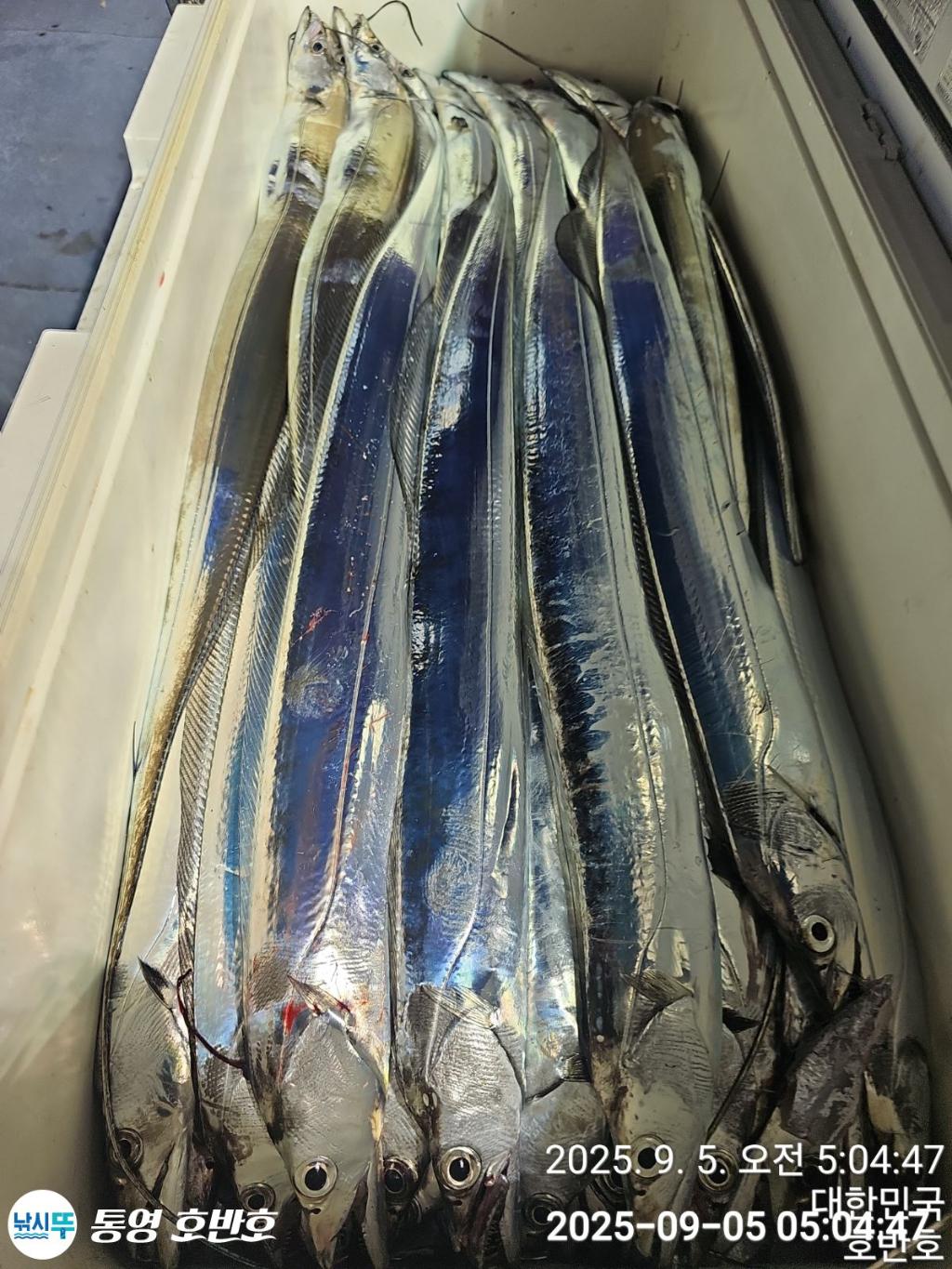낚시뚜,갈치,통영 신전항,통영호반호,낚시뚜28