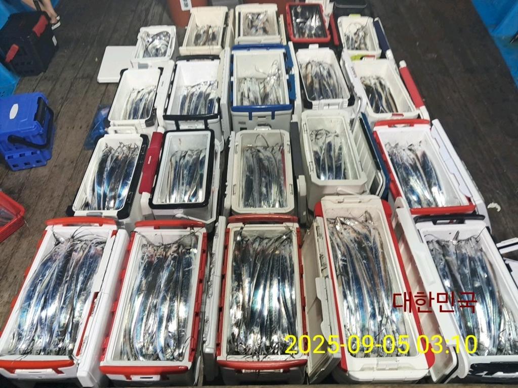 갈치, 삼포대교낚시, 낚시뚜