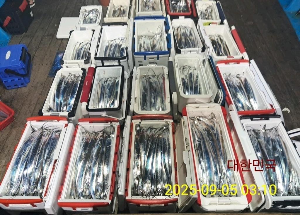 갈치, 삼포대교낚시, 낚시뚜