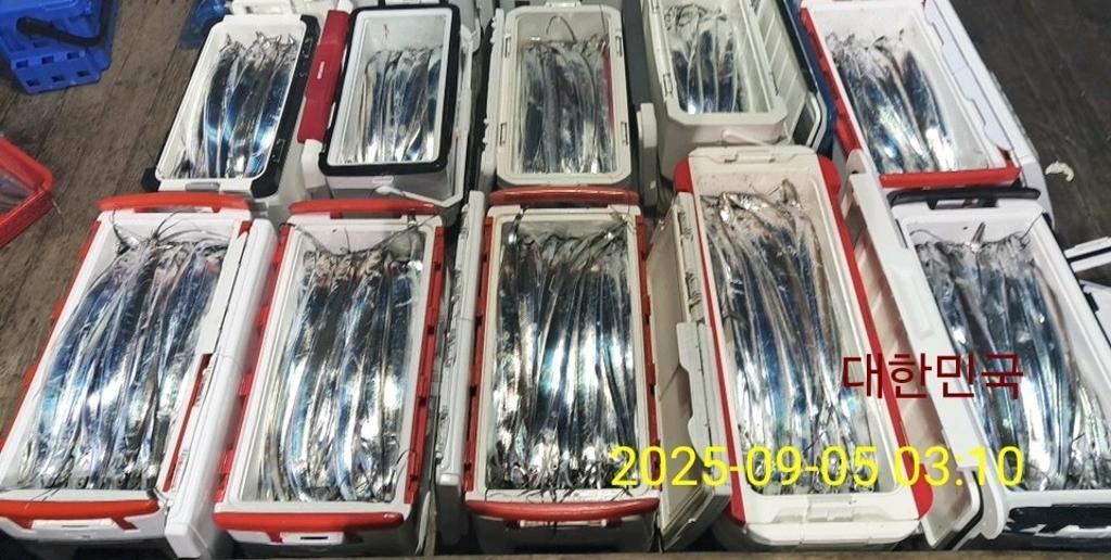 갈치, 삼포대교낚시, 낚시뚜