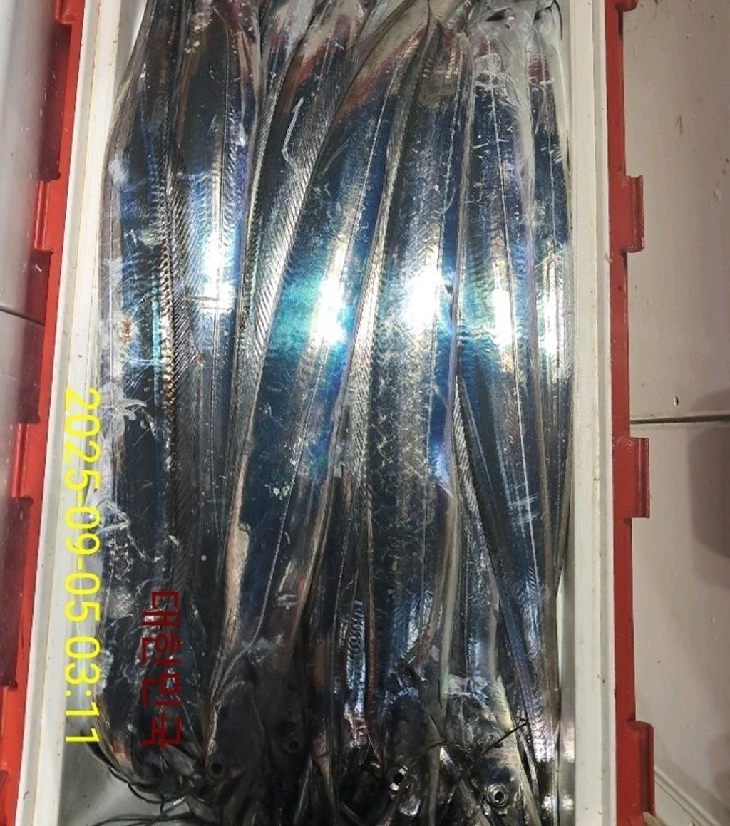 갈치, 삼포대교낚시, 낚시뚜