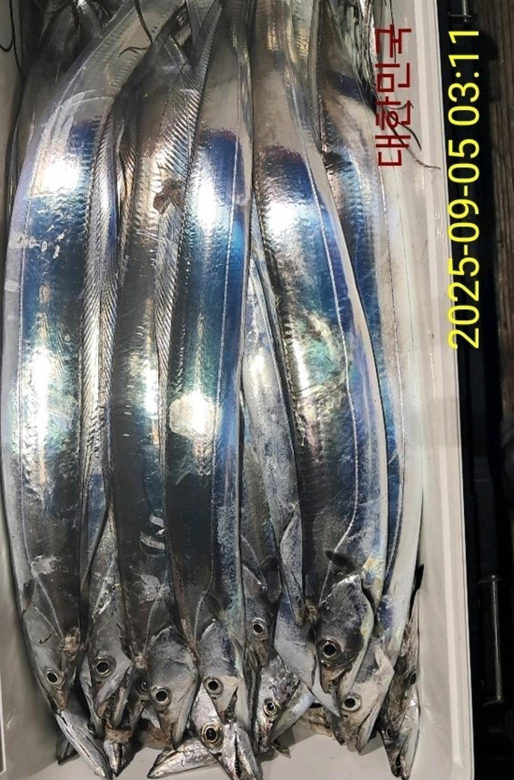 갈치, 삼포대교낚시, 낚시뚜