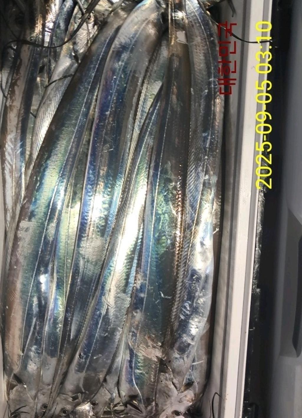 갈치, 삼포대교낚시, 낚시뚜