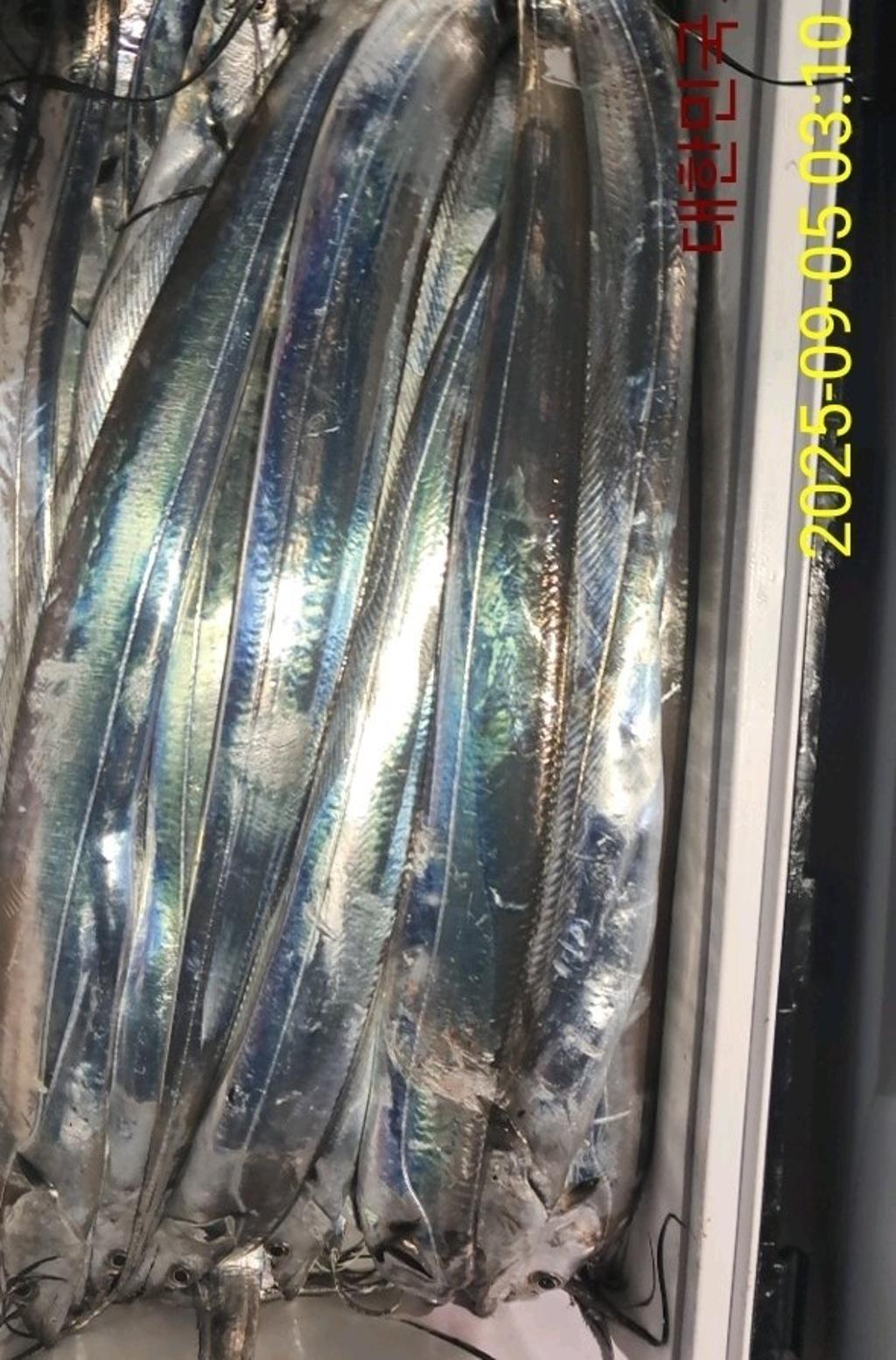 갈치, 삼포대교낚시, 낚시뚜