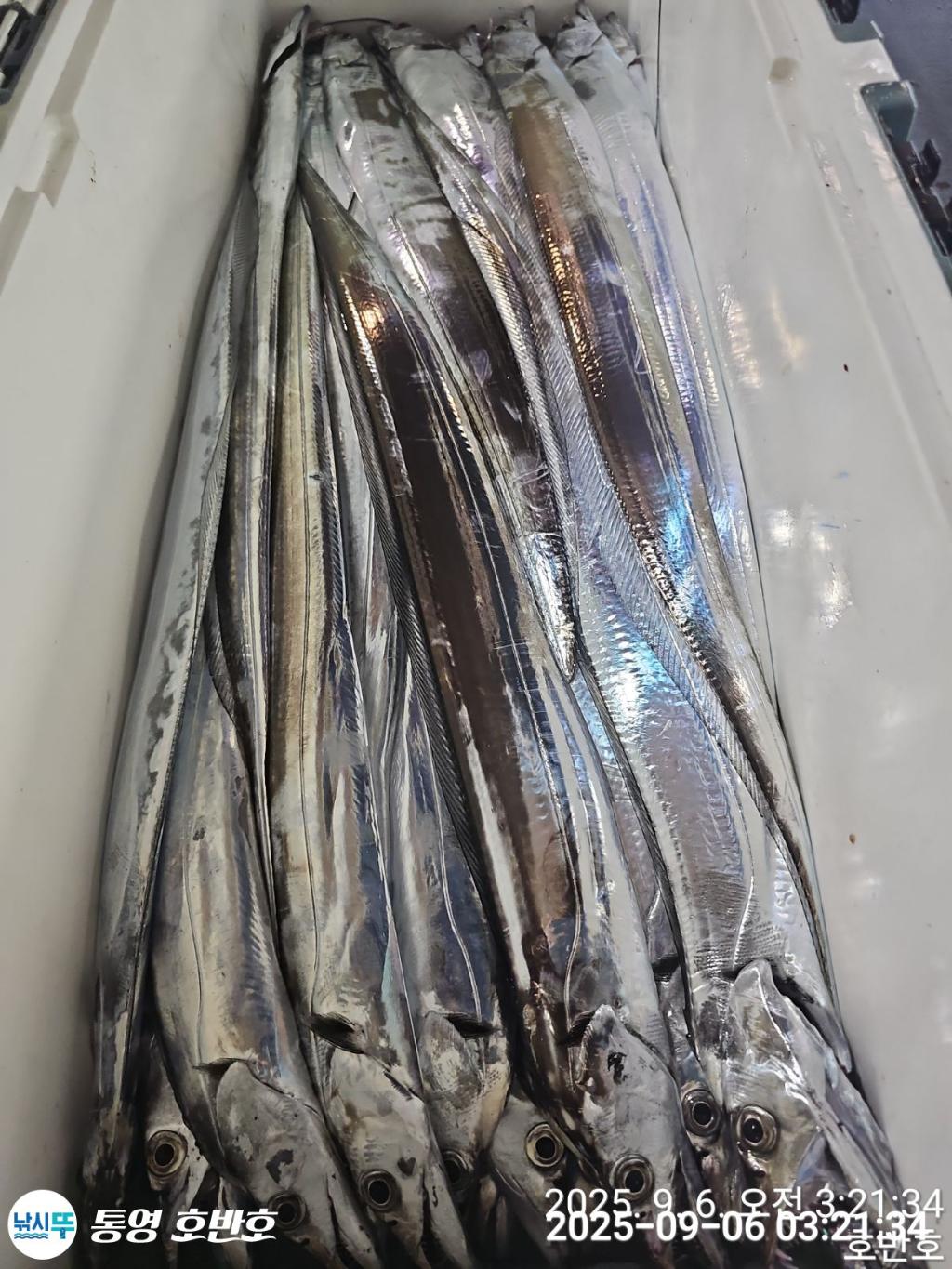 낚시뚜,갈치,통영 신전항,통영호반호,낚시뚜33