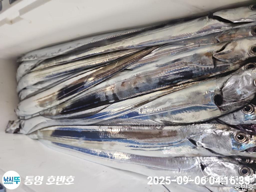 낚시뚜,갈치,통영 신전항,통영호반호,낚시뚜28