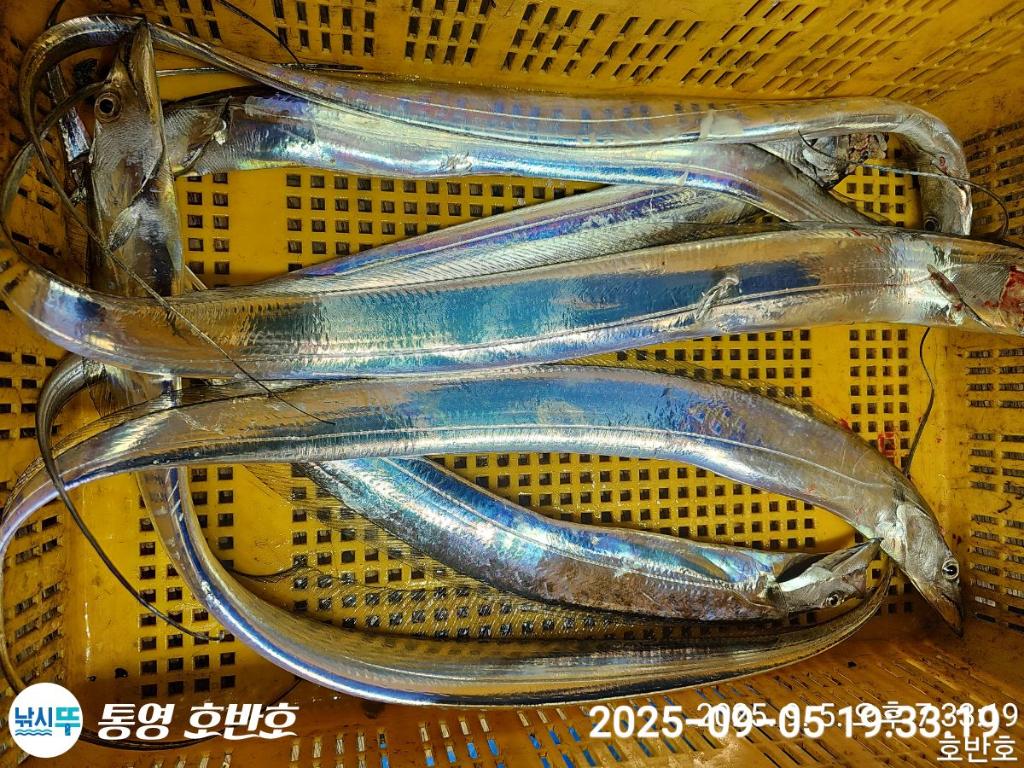 낚시뚜,갈치,통영 신전항,통영호반호,낚시뚜26