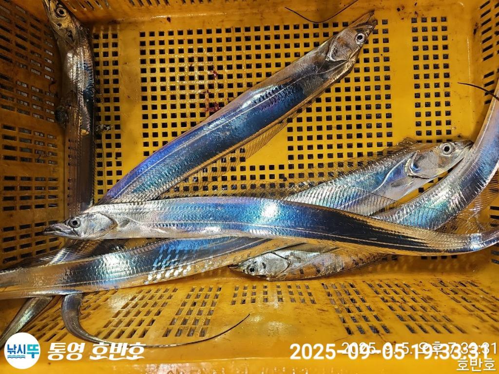낚시뚜,갈치,통영 신전항,통영호반호,낚시뚜25