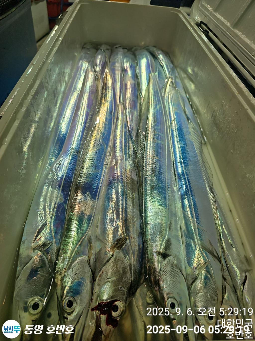 낚시뚜,갈치,통영 신전항,통영호반호,낚시뚜21