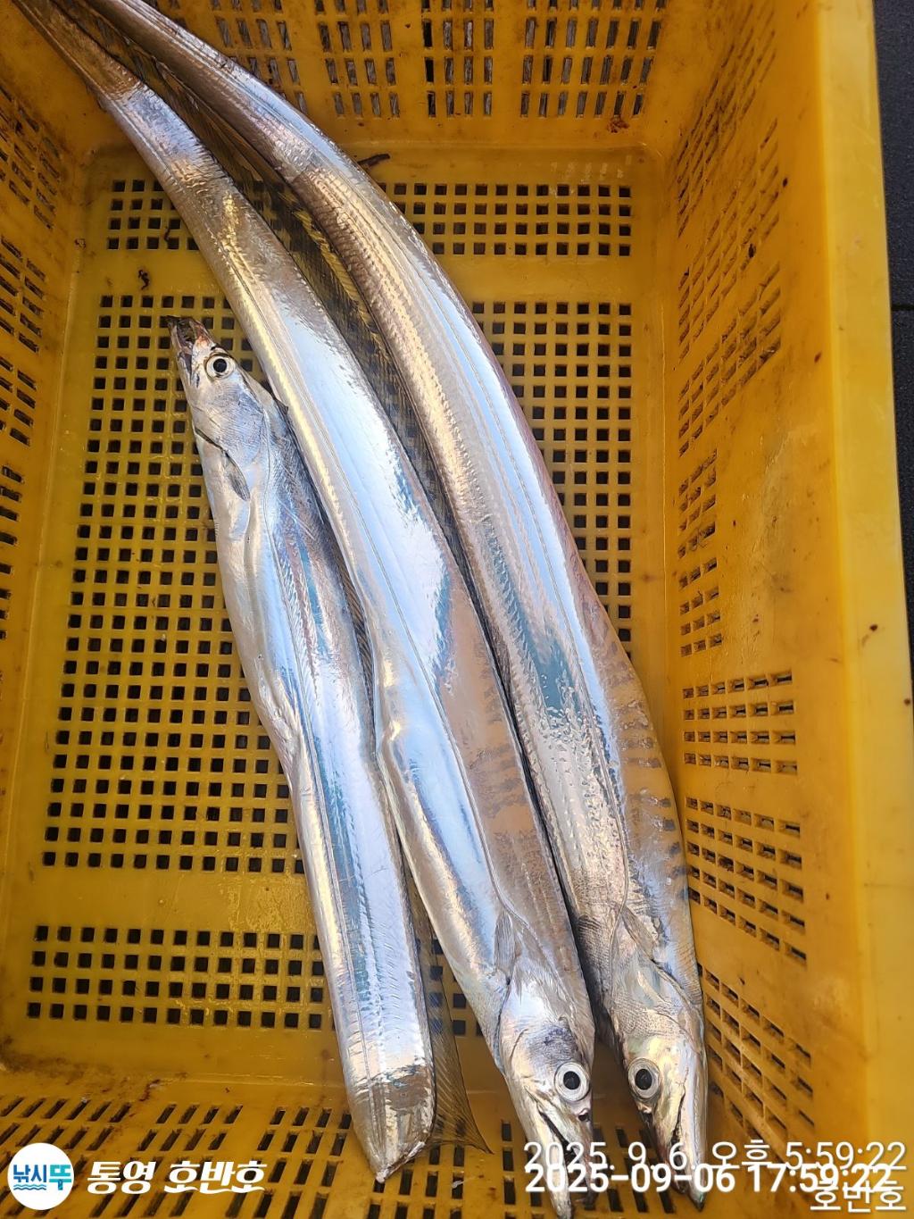 낚시뚜,갈치,통영 신전항,통영호반호,낚시뚜4