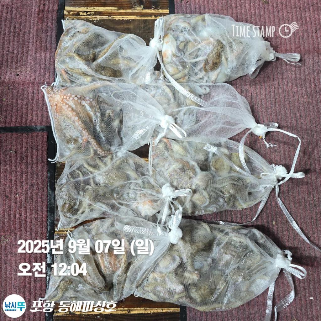낚시뚜,돌문어,포항(운하관),포항 동해피싱호,낚시뚜6