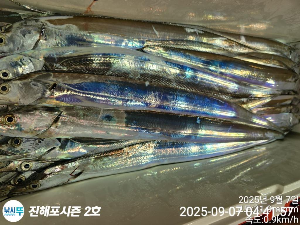 낚시뚜,갈치,진해행암항,진해포시즌 2호,낚시뚜13