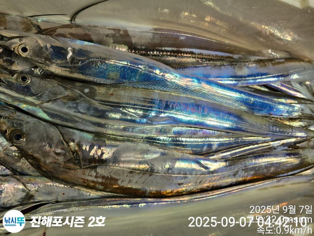 낚시뚜,갈치,진해행암항,진해포시즌 2호,낚시뚜12
