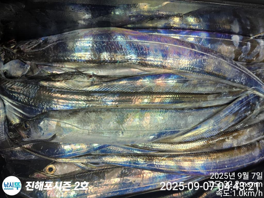 낚시뚜,갈치,진해행암항,진해포시즌 2호,낚시뚜10