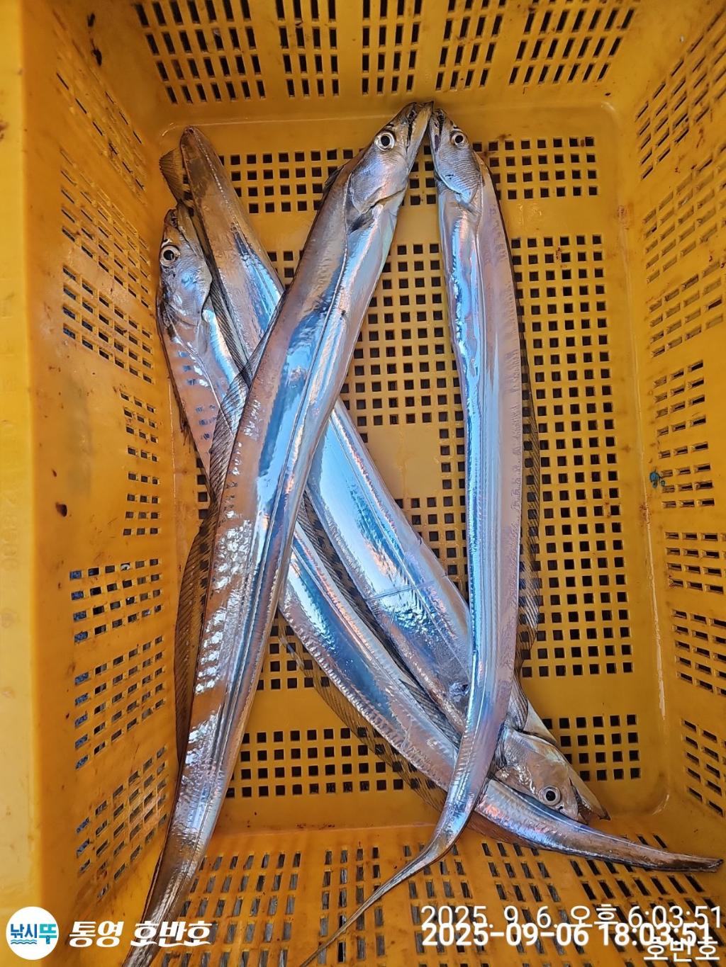 낚시뚜,갈치,통영 신전항,통영호반호,낚시뚜47
