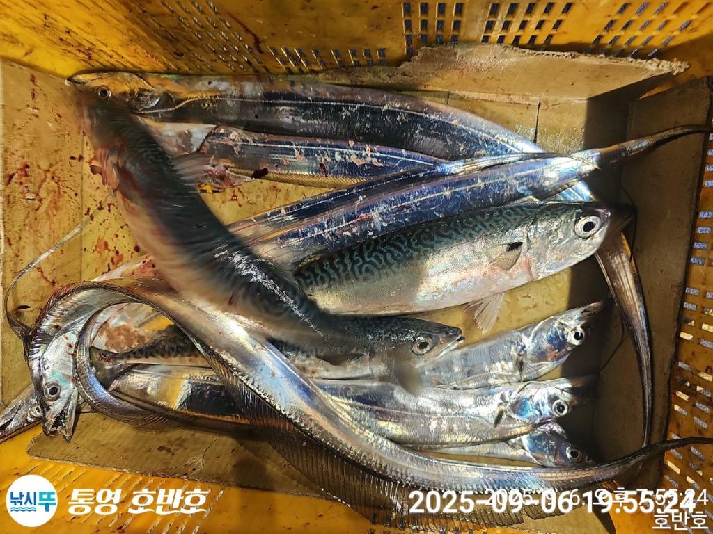 낚시뚜,갈치,통영 신전항,통영호반호,낚시뚜46