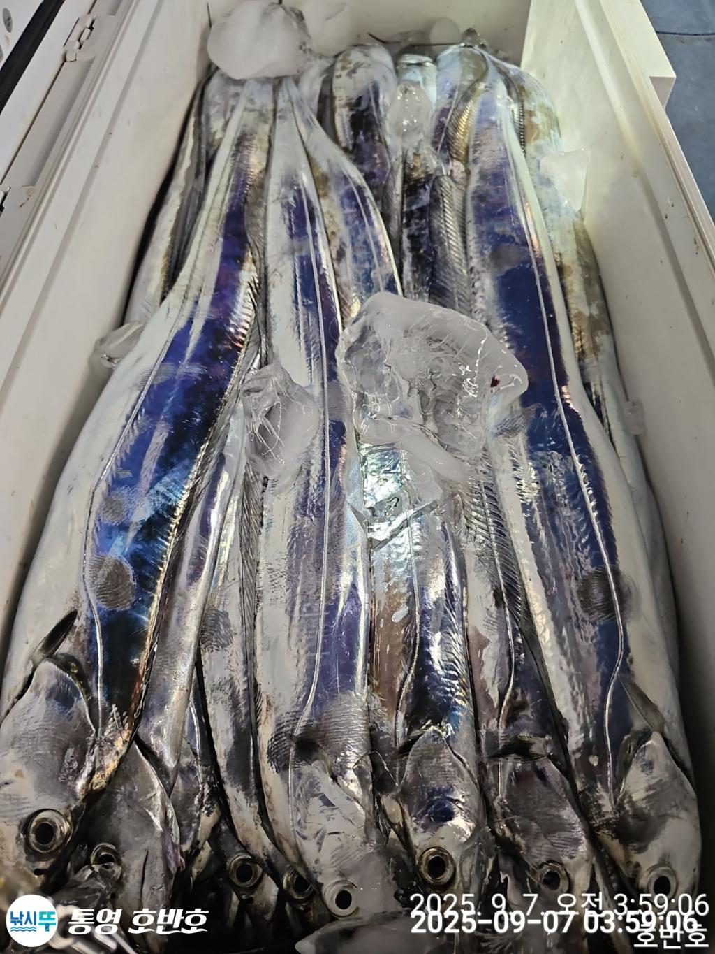 낚시뚜,갈치,통영 신전항,통영호반호,낚시뚜36