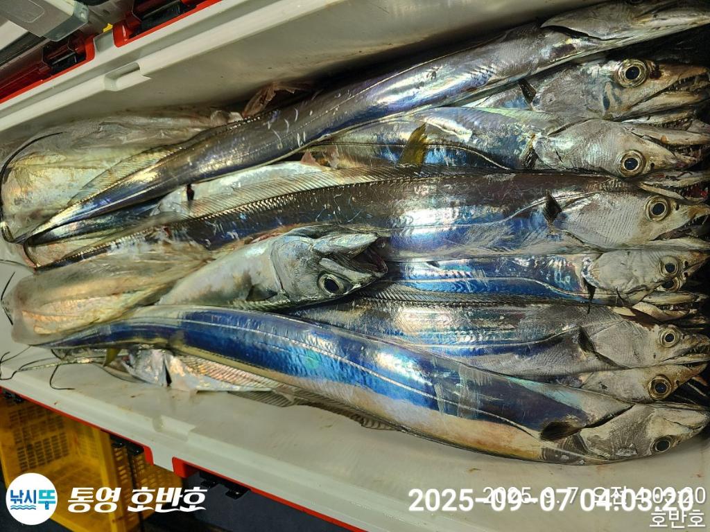낚시뚜,갈치,통영 신전항,통영호반호,낚시뚜34