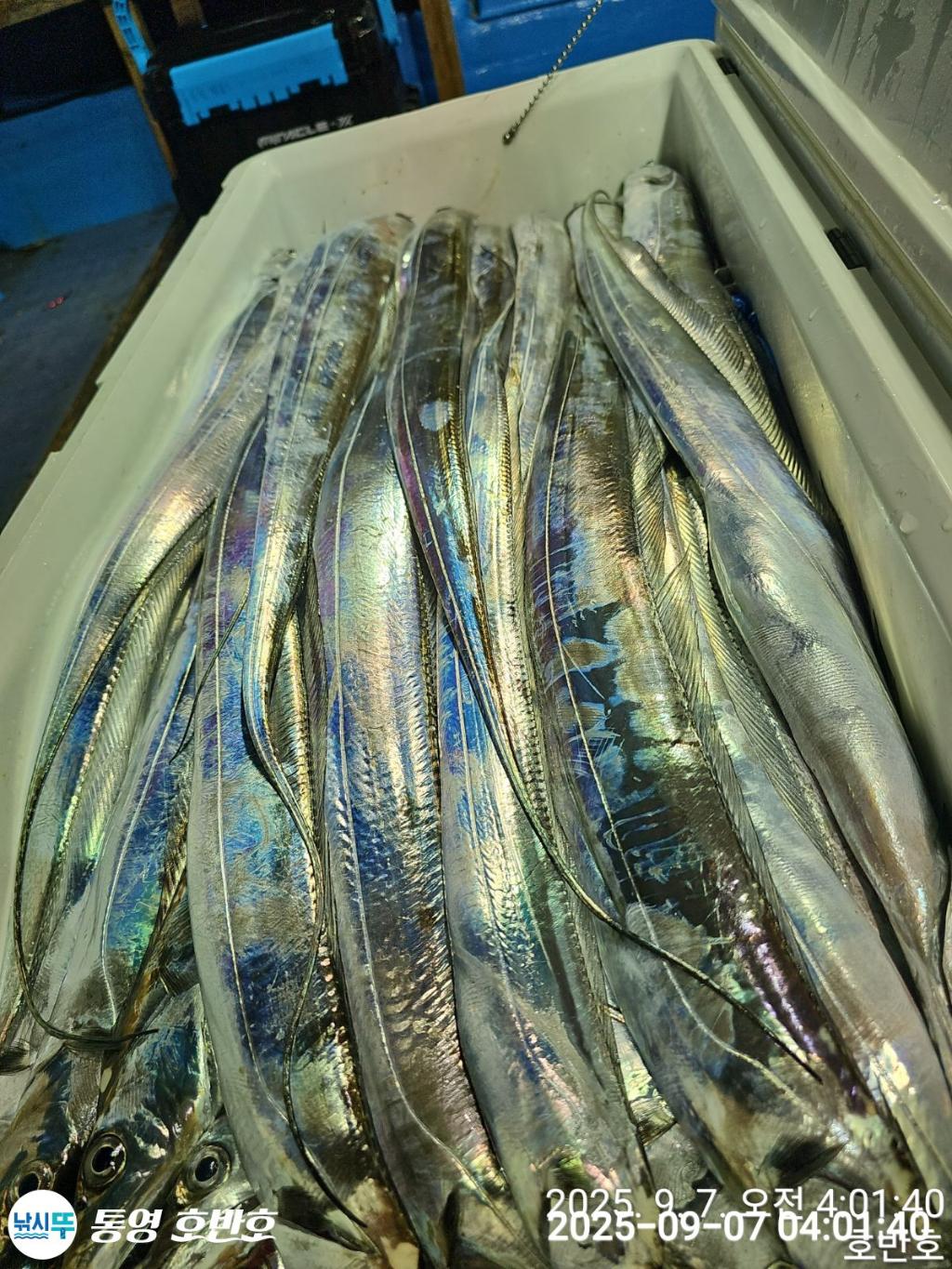 낚시뚜,갈치,통영 신전항,통영호반호,낚시뚜33