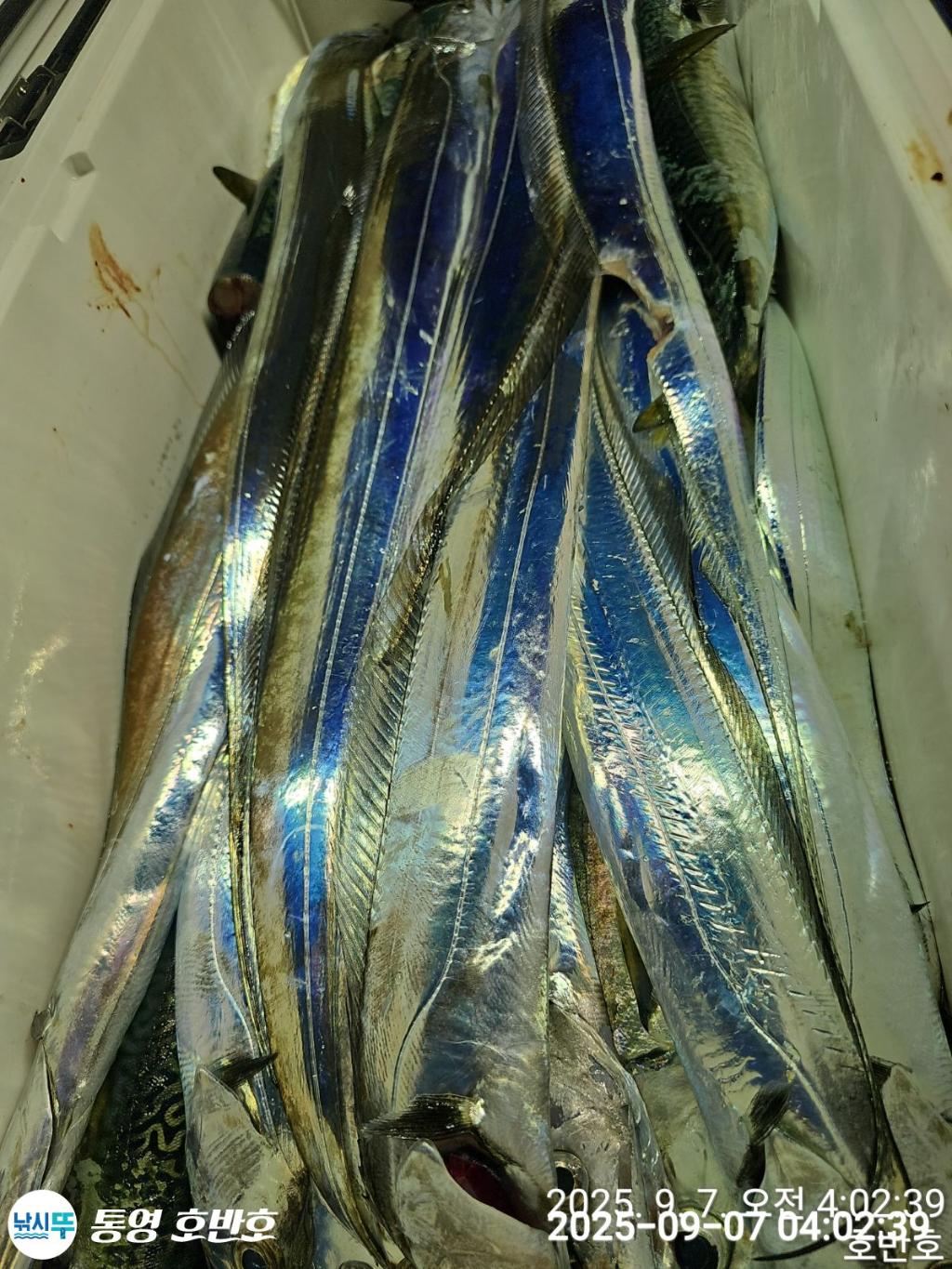 낚시뚜,갈치,통영 신전항,통영호반호,낚시뚜29
