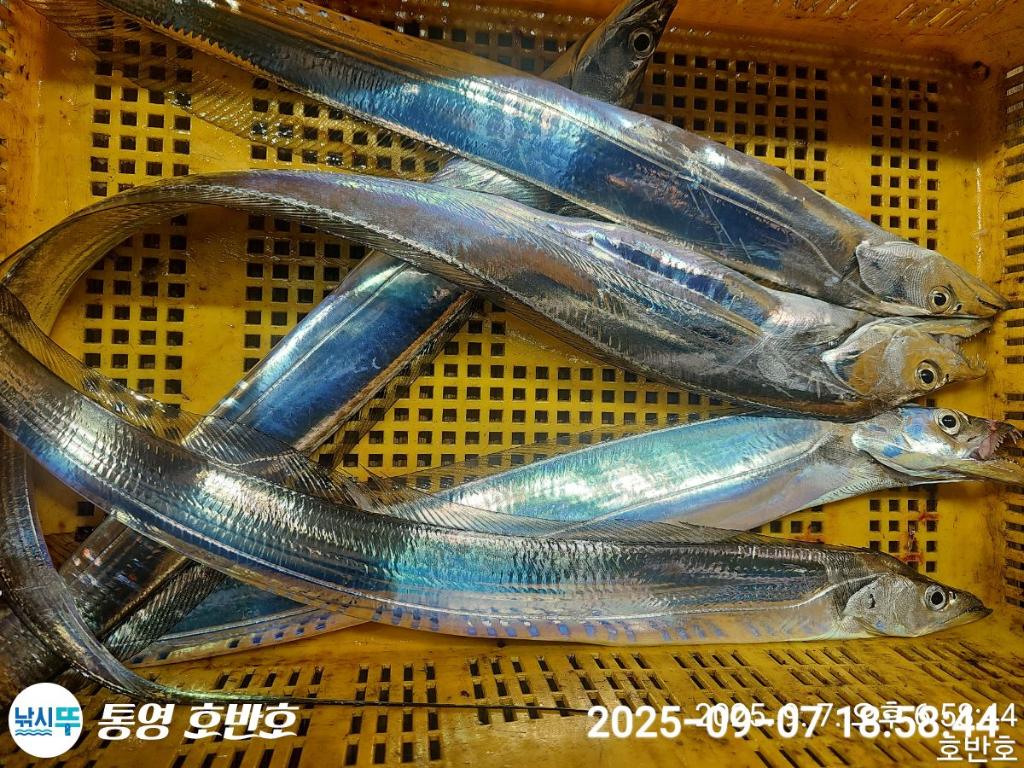 F2773650DZ.jpg