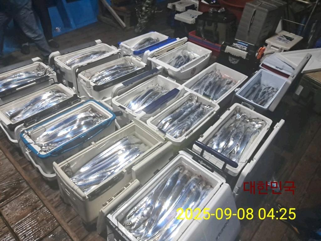 갈치, 삼포대교낚시, 낚시뚜