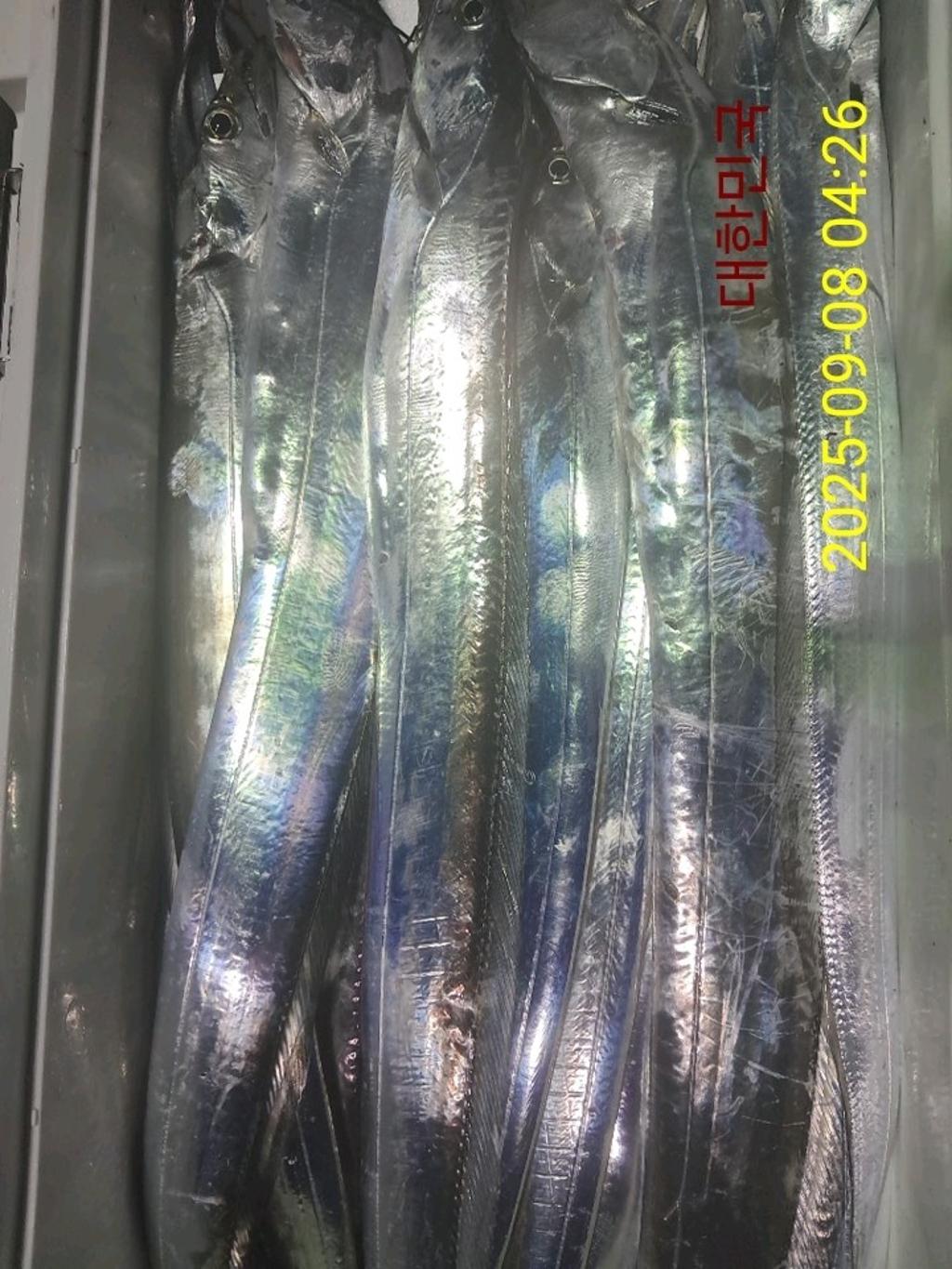 갈치, 삼포대교낚시, 낚시뚜