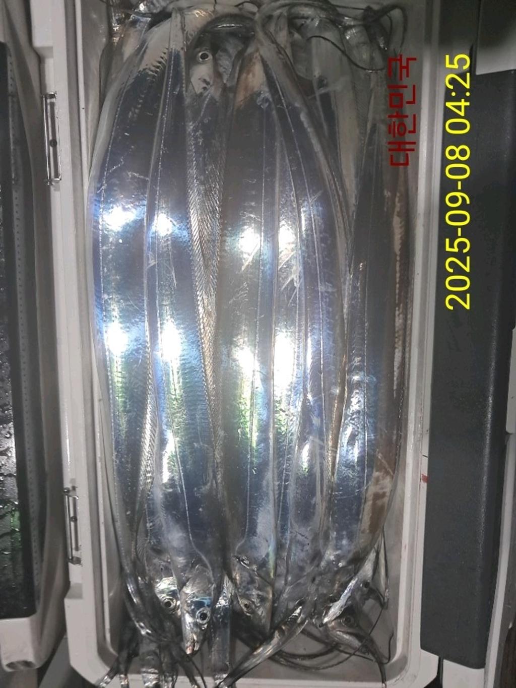 갈치, 삼포대교낚시, 낚시뚜