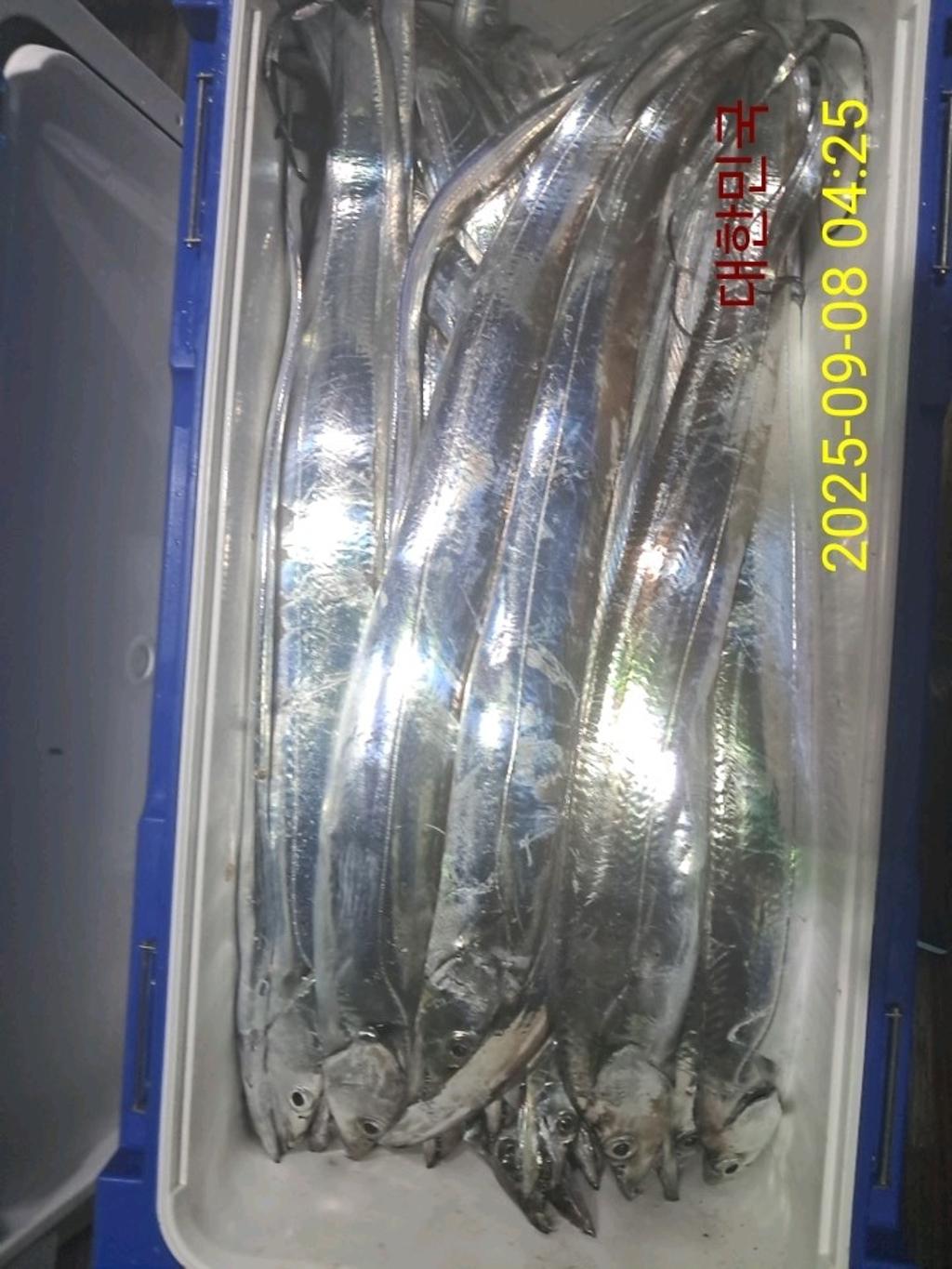 갈치, 삼포대교낚시, 낚시뚜