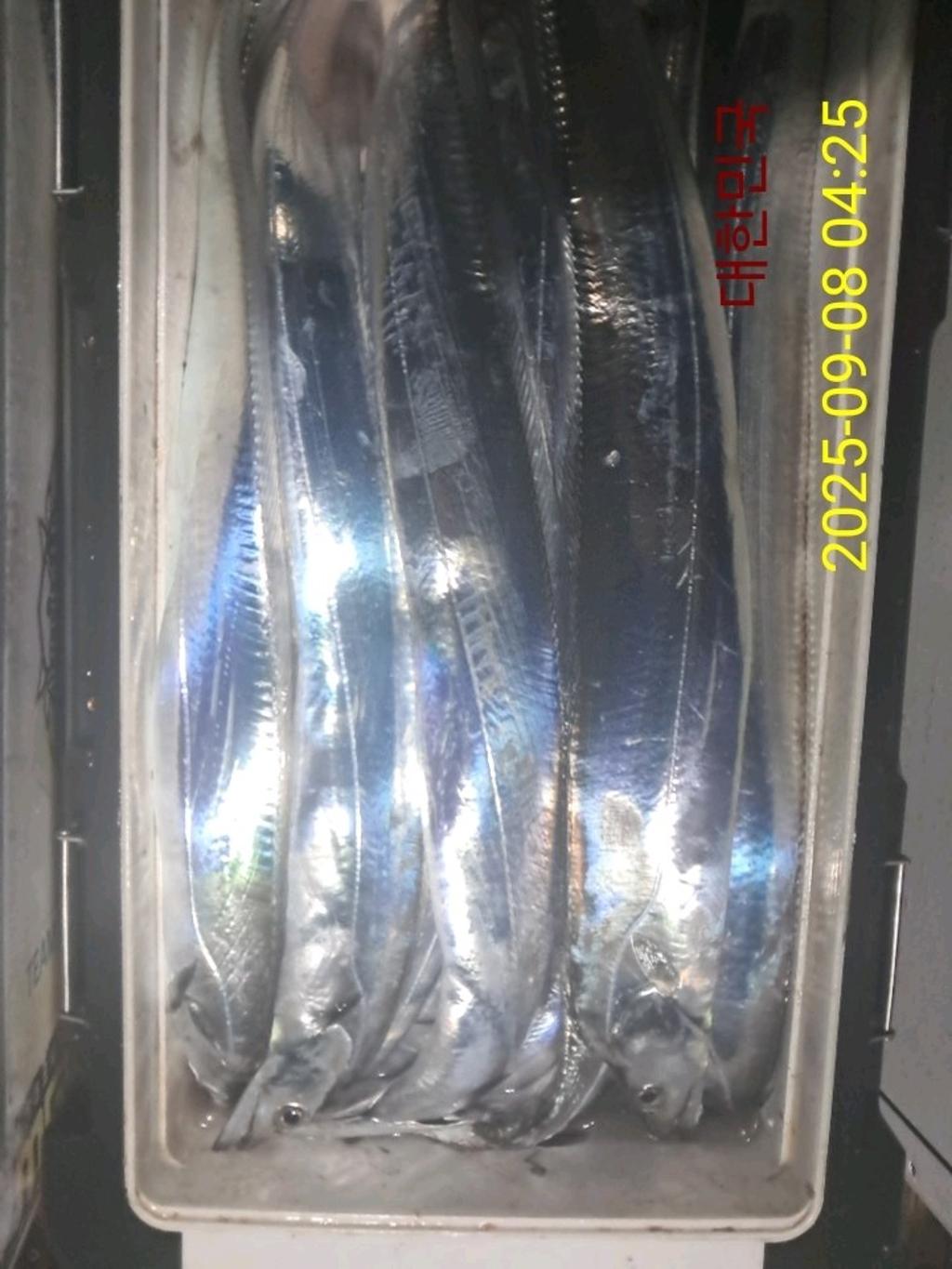 갈치, 삼포대교낚시, 낚시뚜