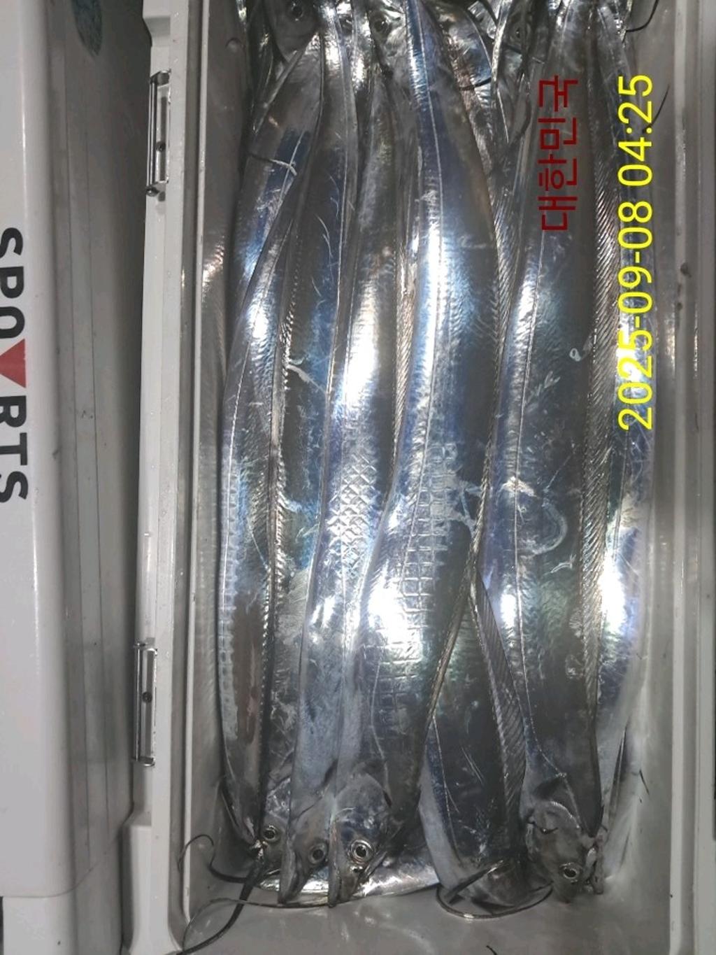 갈치, 삼포대교낚시, 낚시뚜