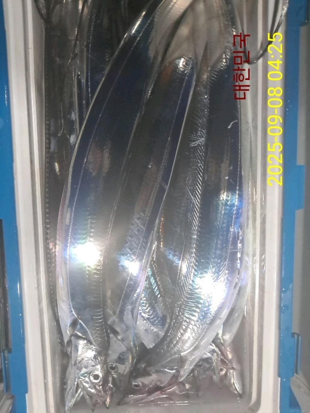 갈치, 삼포대교낚시, 낚시뚜