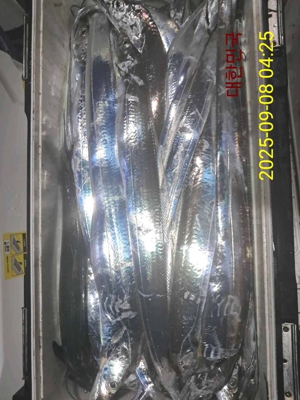 갈치, 삼포대교낚시, 낚시뚜