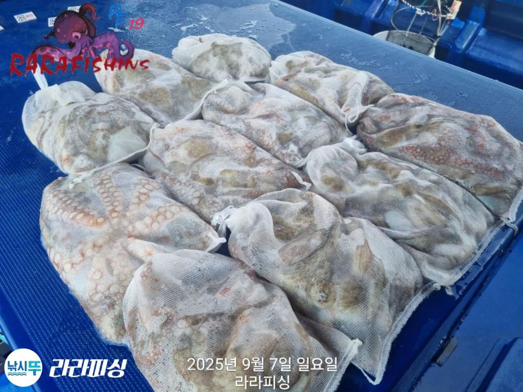 낚시뚜,돌문어,속천항(진해),라라피싱,낚시뚜19