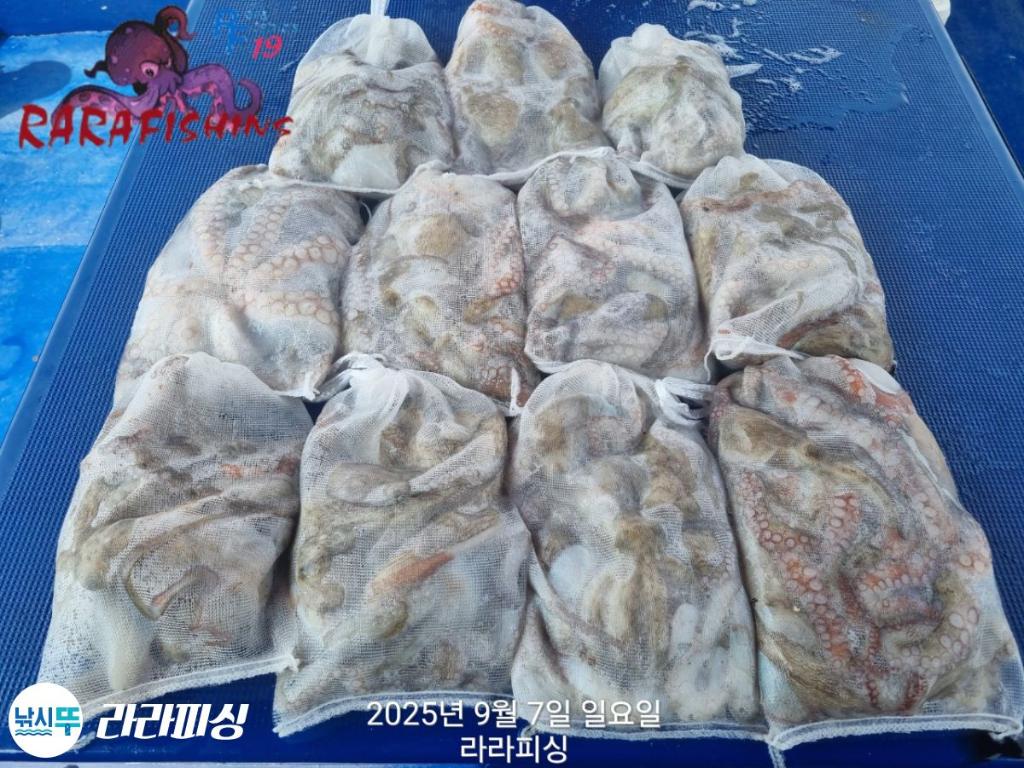 낚시뚜,돌문어,속천항(진해),라라피싱,낚시뚜20