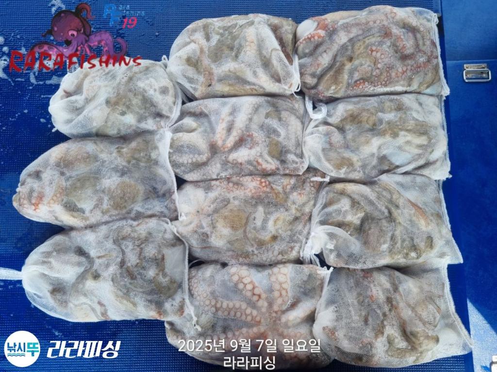 낚시뚜,돌문어,속천항(진해),라라피싱,낚시뚜19