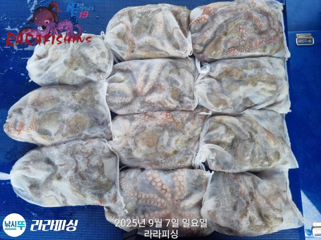 낚시뚜,돌문어,속천항(진해),라라피싱,낚시뚜18