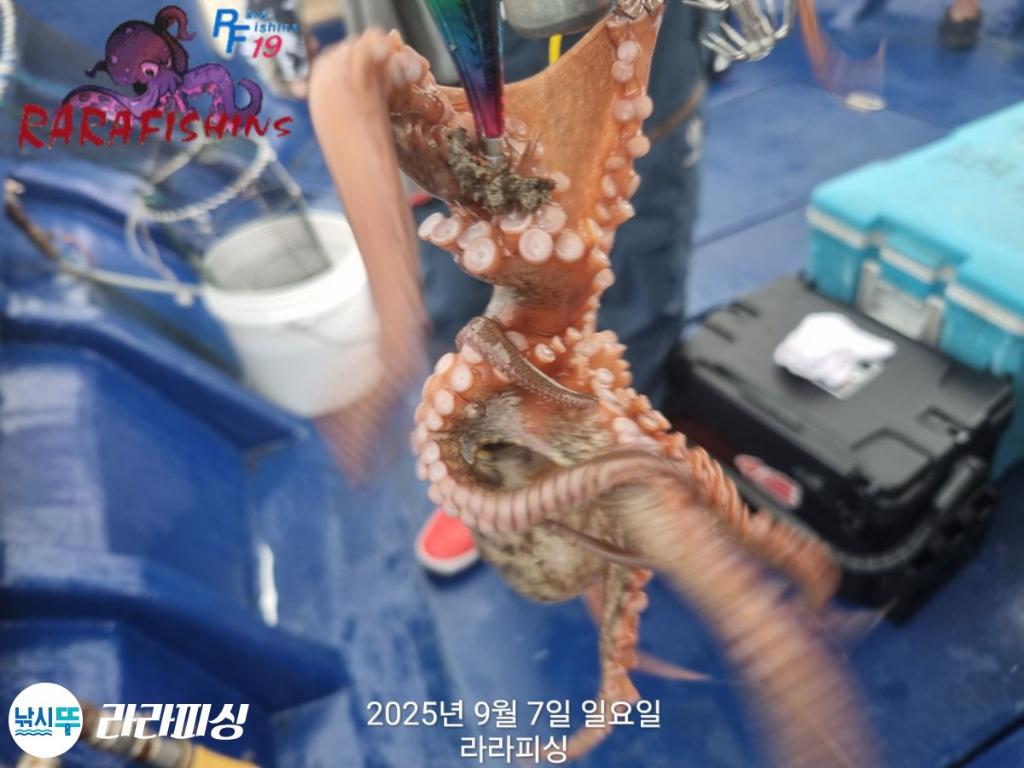 낚시뚜,돌문어,속천항(진해),라라피싱,낚시뚜17