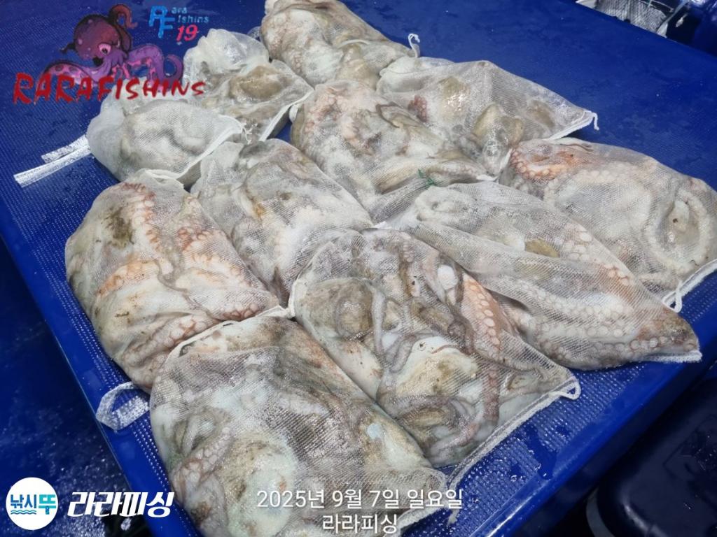 낚시뚜,돌문어,속천항(진해),라라피싱,낚시뚜5