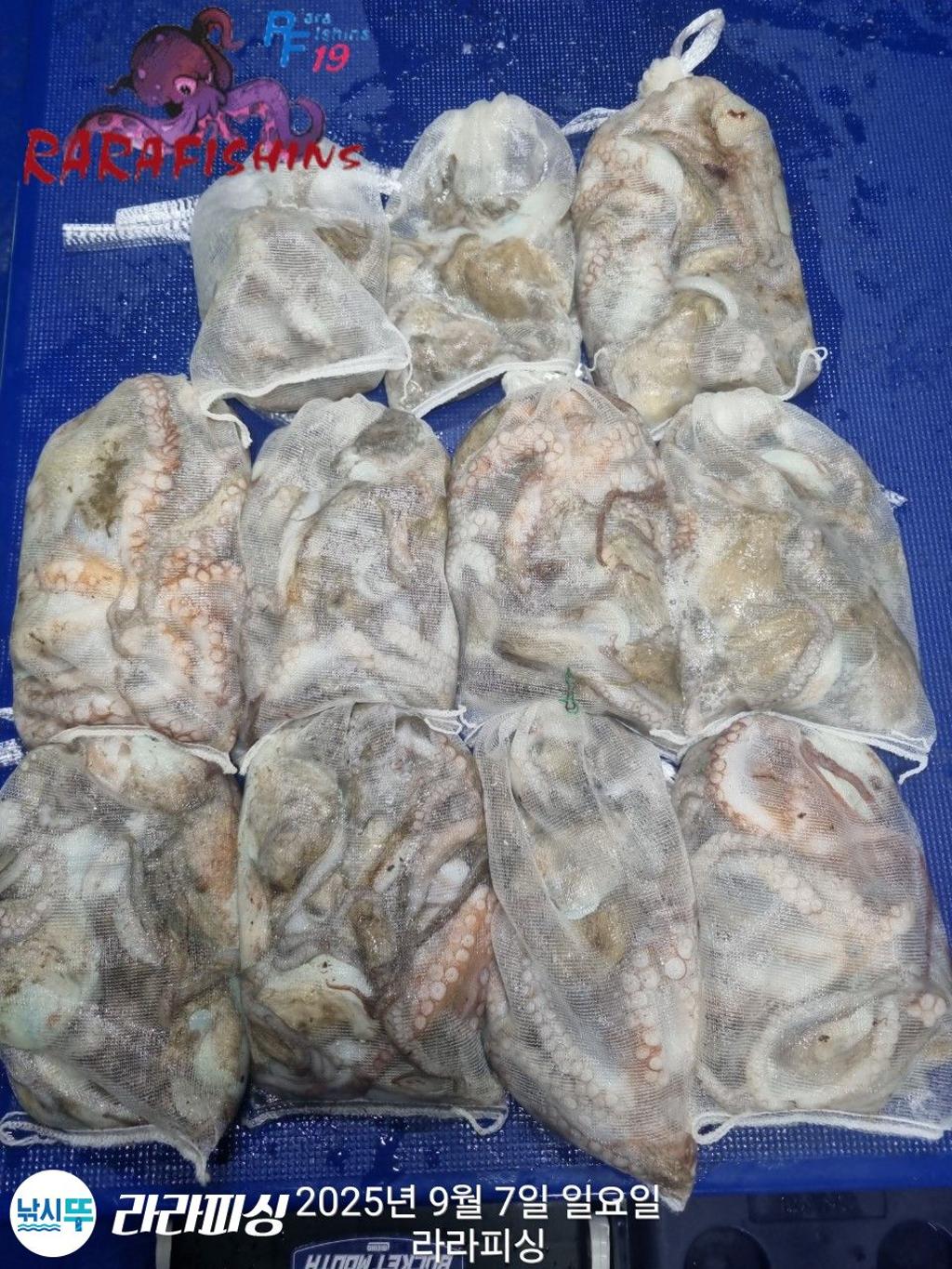 낚시뚜,돌문어,속천항(진해),라라피싱,낚시뚜1