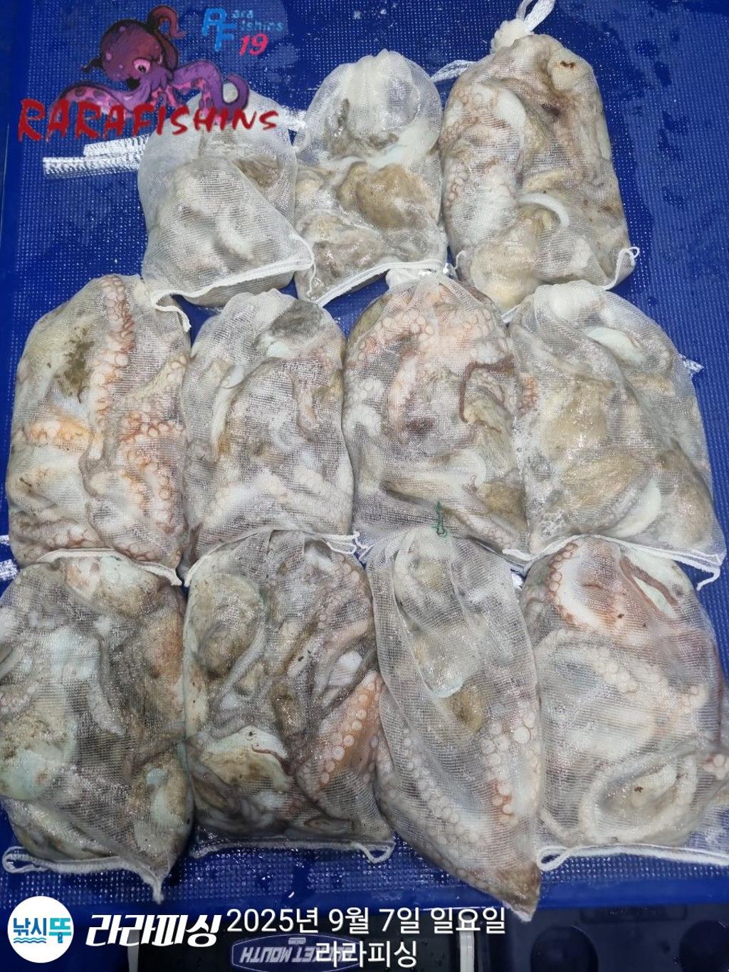 낚시뚜,돌문어,속천항(진해),라라피싱,낚시뚜0