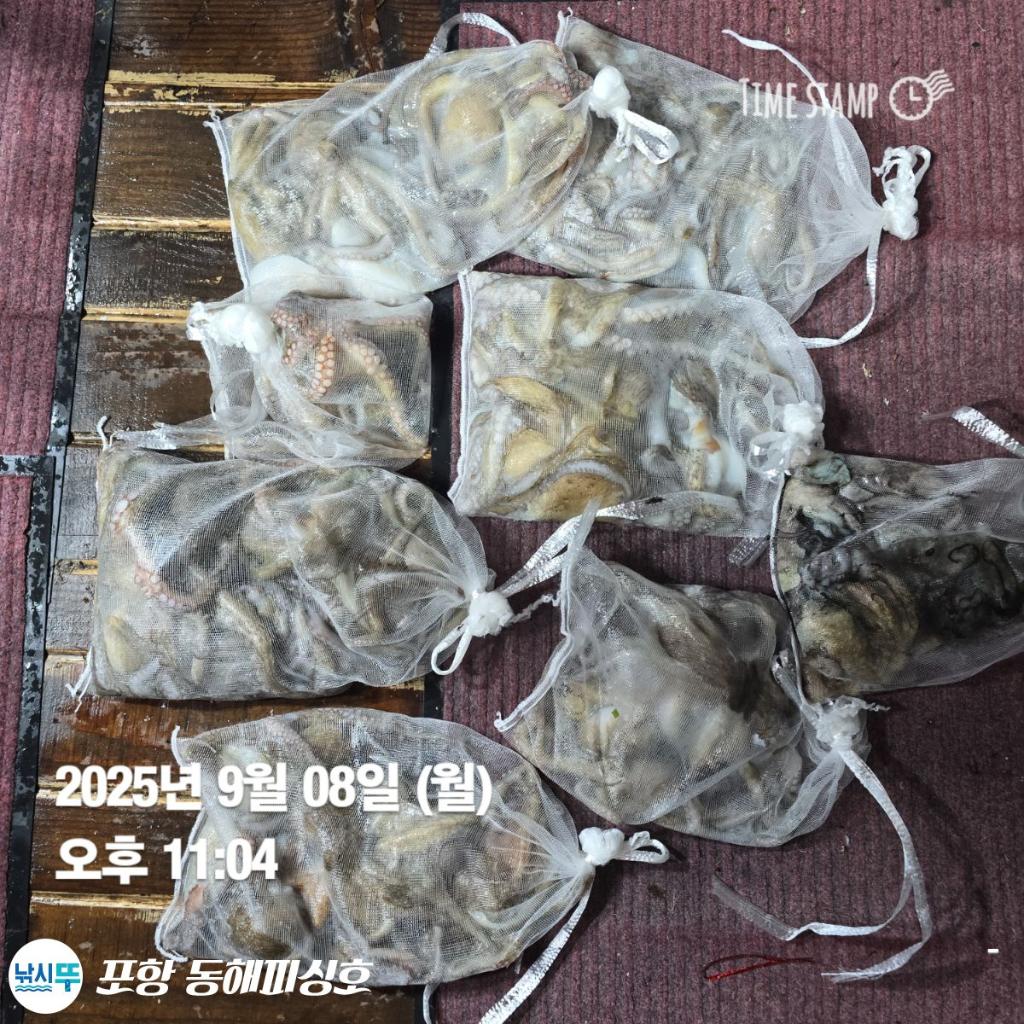 낚시뚜,돌문어,포항(운하관),포항 동해피싱호,낚시뚜9