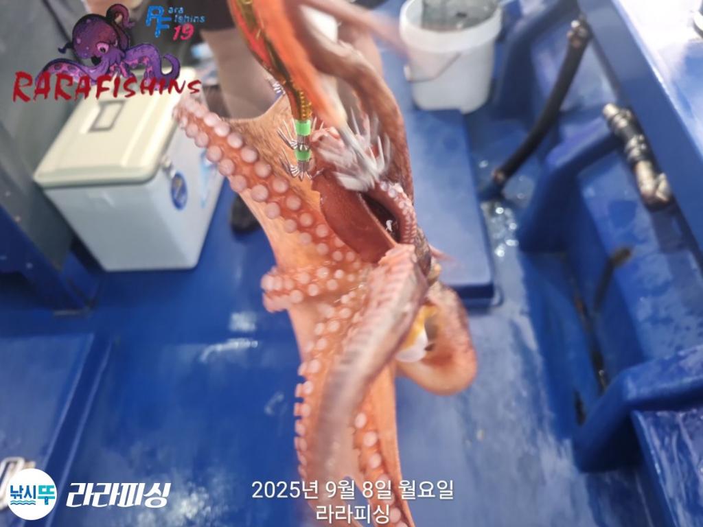 낚시뚜,돌문어,속천항(진해),라라피싱,낚시뚜15