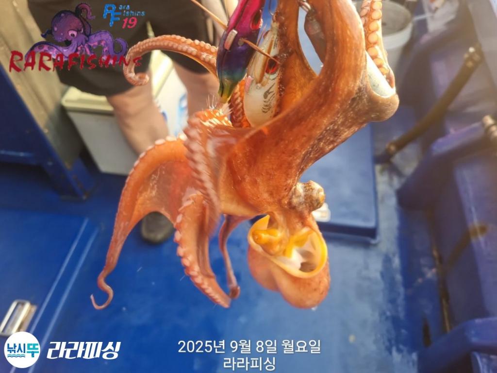 낚시뚜,돌문어,속천항(진해),라라피싱,낚시뚜10