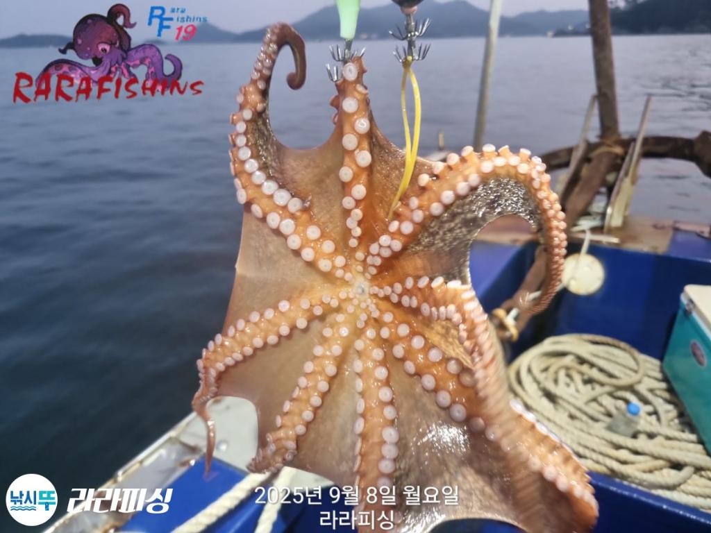 낚시뚜,돌문어,속천항(진해),라라피싱,낚시뚜9