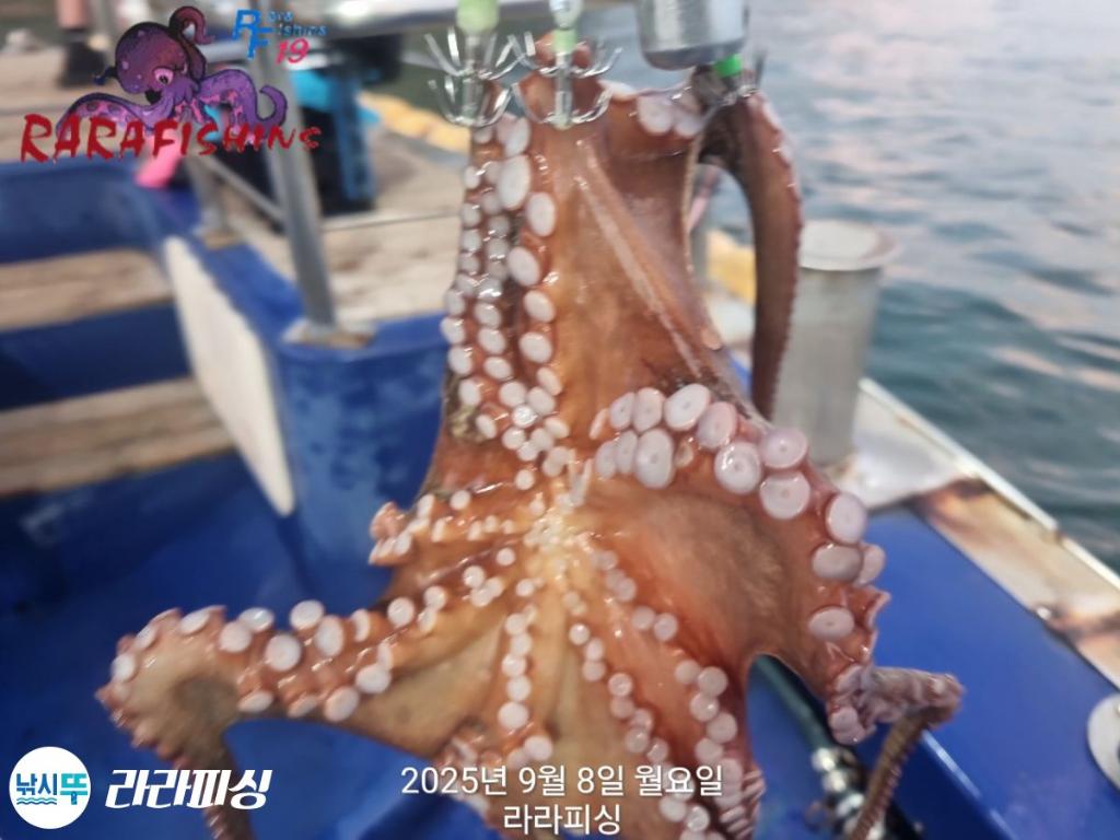 낚시뚜,돌문어,속천항(진해),라라피싱,낚시뚜8